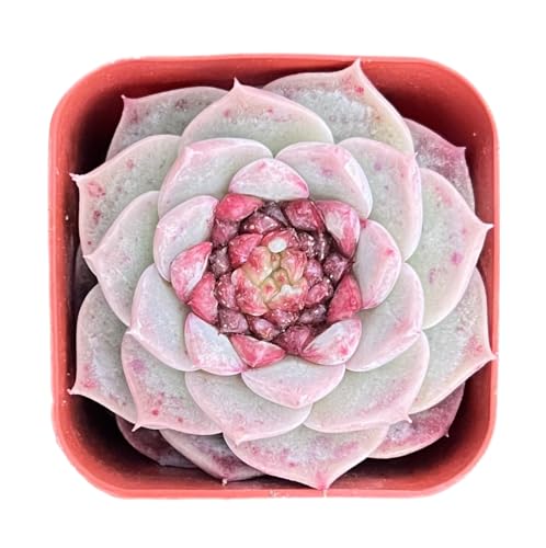 Sprout N Green Echeveria 'Red Velvet' Sugar Heart, Rare Live Succulent Plant Fully Rooted in 2' Planter with Soil, Home Office Indoor Outdoor Wedding Decoration DIY Projects Party Favor
