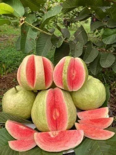 Image of Sweet High Yield Hybrid All Seasons Guava Fruit Tree Live Plant Sapling for Home Kitchen Terrace Garden Amrood Ka Ped Podha Amrud Phal Ka Paudha Outdoor