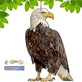 Generisch Dispositifs anti-oiseaux | Pendentif décoratif 2D épouvantail comme décoration, pendentif pour protéger le jardin, étanche et avec cloche, pour la décoration de terrasse, balcon et