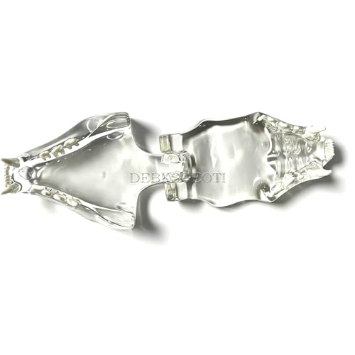 Image of Feline Jaw Dental Cat Oral Clear Typodont Teeth Model Pet Clinic Anatomical Tooth Jaw for Veterinary Office Education Decoration Demonstrate (Cat Teeth Model)