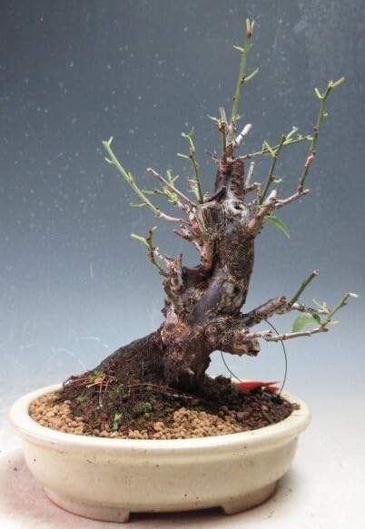 梅盆栽 花芽付き！鈴鹿の関(一重咲き・淡ピンク・中心濃ピンク）太幹