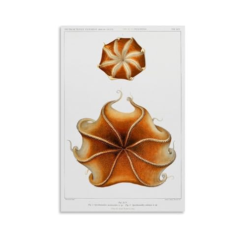 Cirrate Octopus Illustration by Carl Chun Poster�C���e���A�f�U�C���A�A�[�g�v�����g�̑����A�����̐V�����Ƃ̑��蕨�̂��߂̔������|�X�^�[16x24inch(40x60cm) Unframe-style