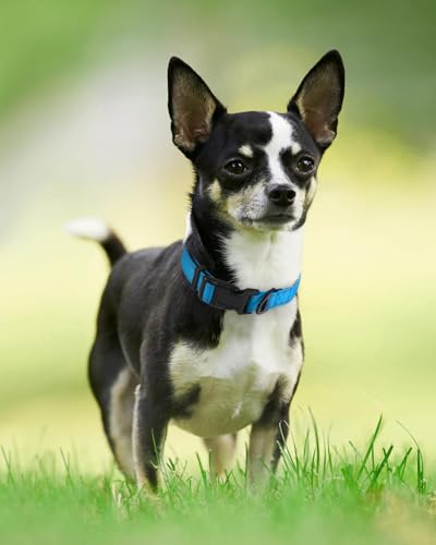 Image of Joytale Reflective Dog Collar, Adjustable Neoprene Padded, Sky Blue XS | Breathable Nylon for Puppies and Small Breeds, No Chafing on Walks and Indoor Training, Light Metal D-Ring, Night Safety