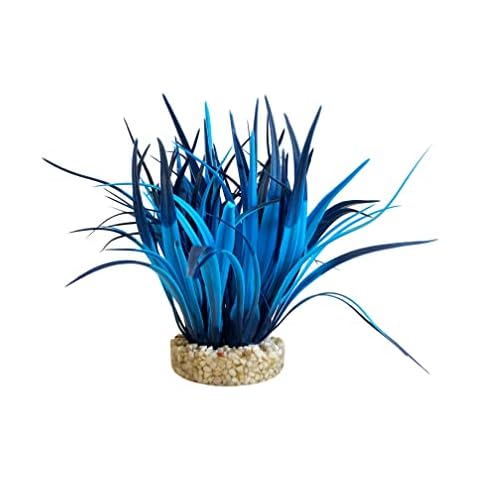 Plante d'Aquarium Tyrol - Buisson Bleu Néon Cover
