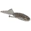 Gizzard Shad