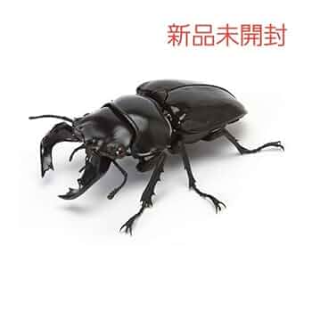 【新品未使用】 タランドゥスツヤクワガタ　いろいろ４枚 Aoi_Nepal】超大型 90mm×56mm タランドゥスオオツヤクワガタ