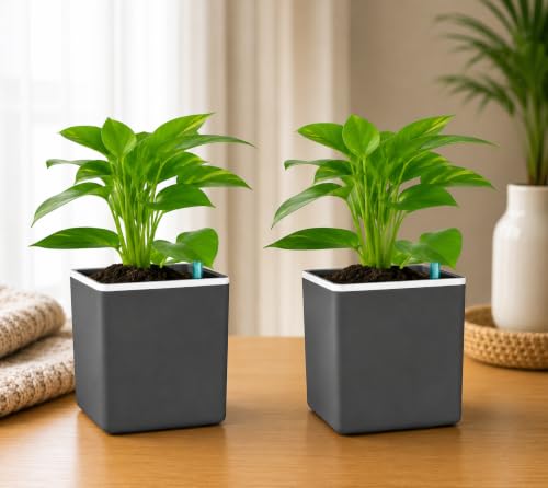 Image of Indian Discovery Self Watering Tabletop Planter| Flower Pots for Home, Terrace, Balcony, Vertical Garden Decor Flower Pots(2 PC, Grey, Square) |6 Inch UV-Resistant Plastic Plant Pots