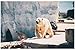 Yqgdss DIY Paysage d'ours Polaire Puzzle 1000 Pièces Adult Puzzle en Bois Puzzle Puzzles pour Enfants Jouets Éducatifs Cadeaux