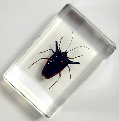 Image of 44mm Real Peruvian Rainbow Metal Horn Bug in Crystal Clear Lucite Resin Specimen Preserved Insect Taxidermy Collection for Biology Science Education & Desk Ornament Display Supplies