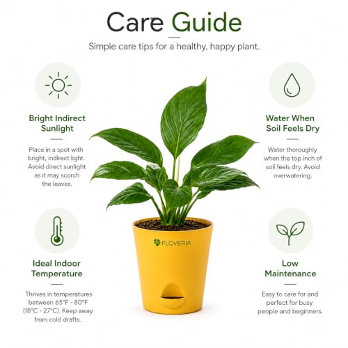 Image of Lily Plant Live Indoor | Peace Lily Air Purifying Plant | Live Indoor House Plant for Home, Office & Bedroom | Easy Care Decorative Green Plant in Nursery Pot | Natural Home Decor Gift