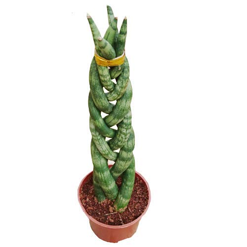 GreenHomeCare Sansevieria Braided with Free Pot | Hardy Live Indoor Oxygen  Plants | NASA Natural Home Air Purifier | aka Snake Plant Succulent :  Amazon.in: Garden & Outdoors