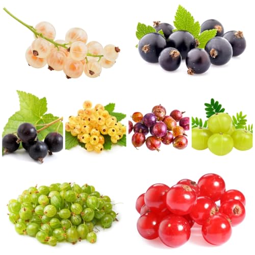 semi di uva spina, ribes fresca, uva spina, colonnari, esotiche resistenti sapote, resistenti da balcone 150pcs