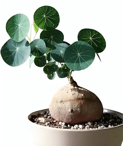 Image of Yo Green Lucky Stephania Erecta Plant (Coin Leaf) for Living Room and Outdoor - Healthy Indoor Feng Shui Plant, Low Maintenance, Air Purifying, Home Decor (Stephania Erecta Bulb)