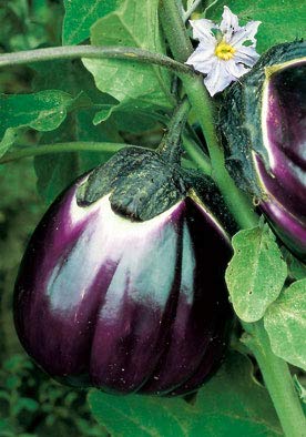 Salerno Seeds Round Sicilian Eggplant Violetta Di Firenze 4 Grams Made in Italy Italian Non-GMO