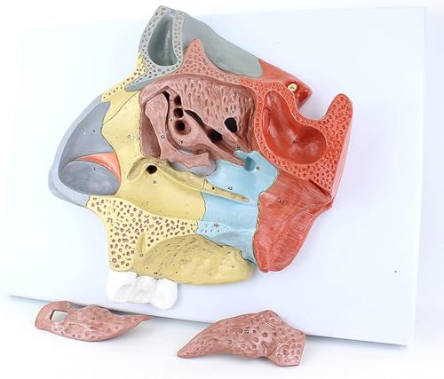 Modèle d'enseignement médical de la cavité nasale humaine avec sinus ethmoïde