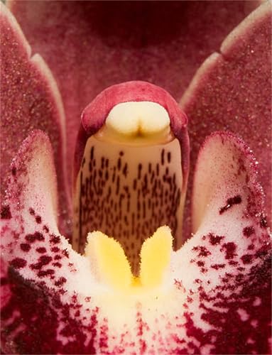 Cymbidium-Bulbos De Phalaenopsis, Calas Bulbos Bulbos, Cymbidium Orchidee, AromáTicas De Cymbidium-Decorativo, Bulbos De Orquidea, Resistente Al FríO, 3bulbos-D