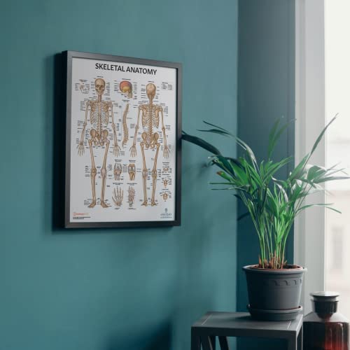 Image of Anatomy Lab 3 PACK Muscular, Skeletal, and Ligaments of the Joints Human Anatomy Poster Set, LAMINATED, Anatomy and Physiology Posters, 17.3 x 22.5 Inches, Muscles Diagram, Skeletal System, Made | Muscular, Skeletal, Ligaments of the Joints, 17.3 x 22.5 Inches, Muscles Diagram, Skeletal System, Anatomy and Physiology