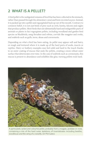 Bird Pellets: A Complete Photographic Guide – vue 2