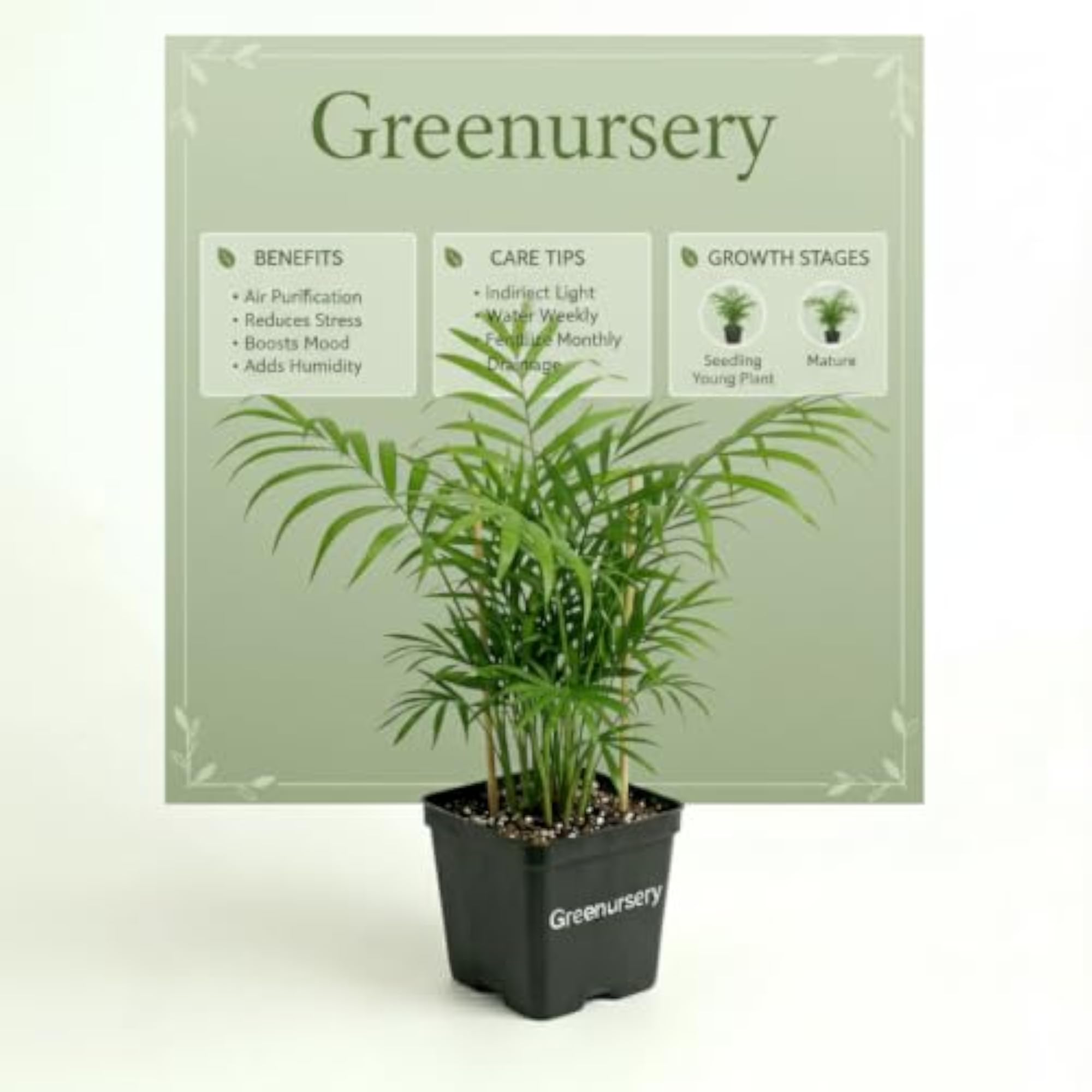 Live Parlor Palm Indoor Decorative Green Plant
