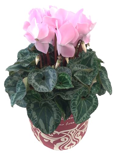 Ԃ̃Mtg VN Mtg v[g  A  a 5  p[zCg