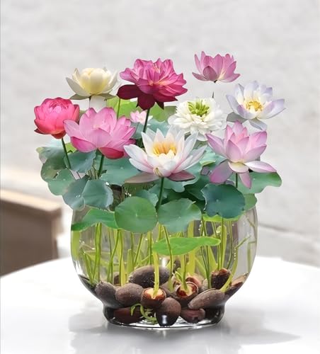 Amulya FARMS & NURSERY All Season Lotus Flower Hybrid Japanese Seeds for planting | Pack of 25 | 100% IMPORTED | 95% Germination Rate | Dwarf Rainbow Lotus | Kamal Gatta Beej | Exotic Variety