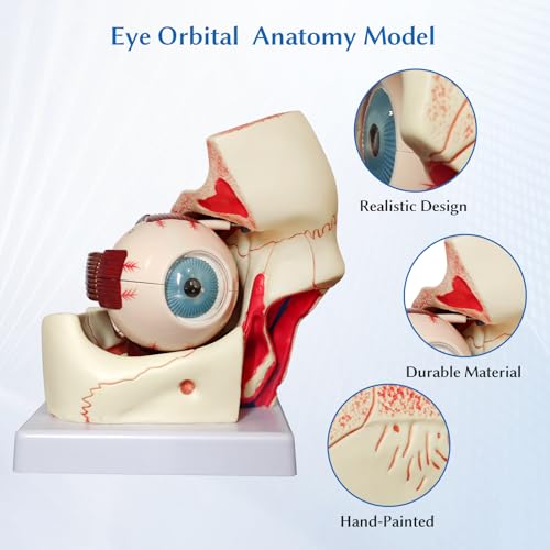Image of JNMFTD Human Eye Orbital Anatomy Model, 3X Enlarged 12 Parts Removable Eyeball Orbital Model Showing Optic Nerve Cornea Iris Lens and Vitreous Body with Product Manual for Medical Teaching Research
