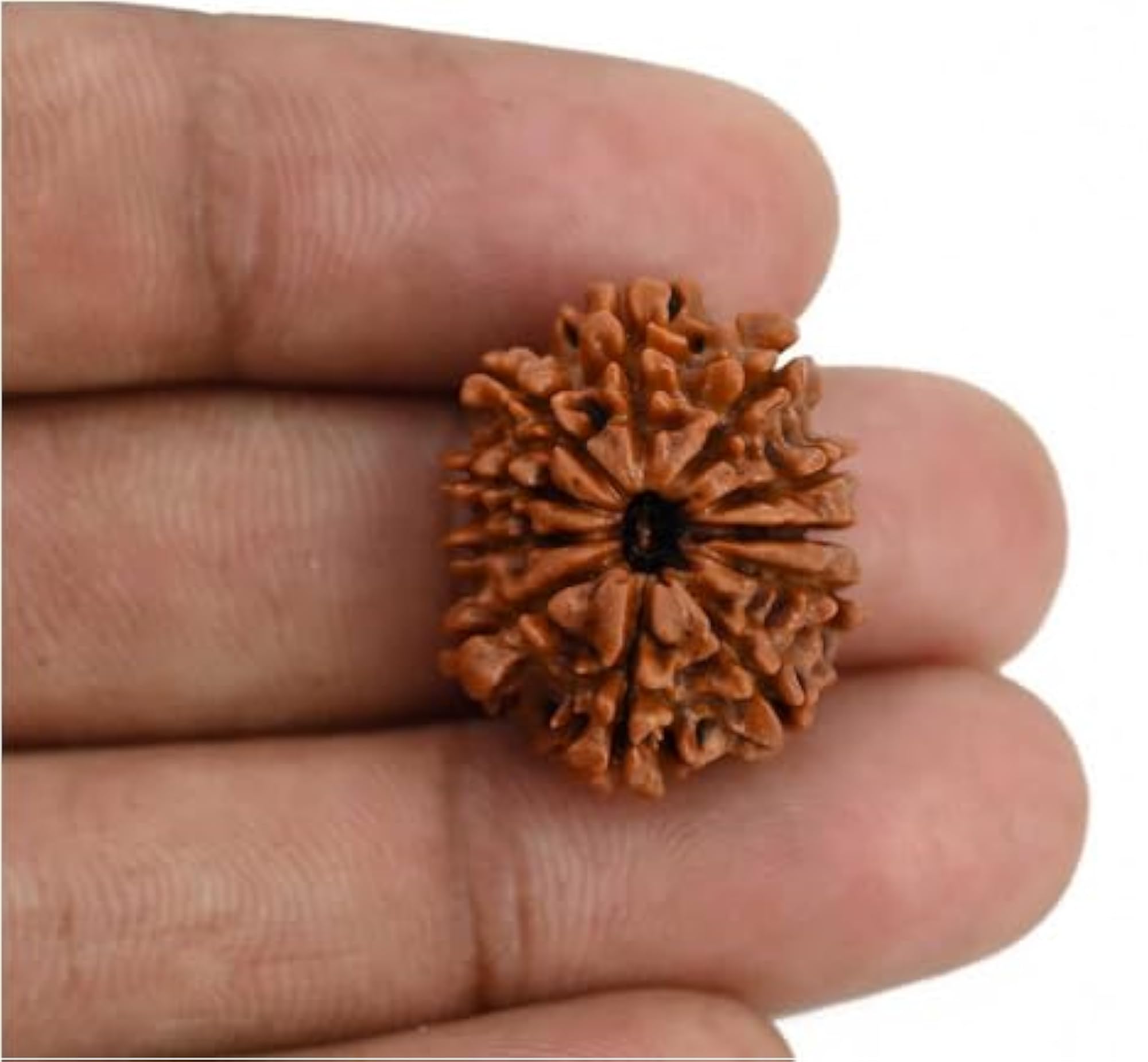 11 Face Rudraksha Oval Beads, IGL Lab Certified Pendant