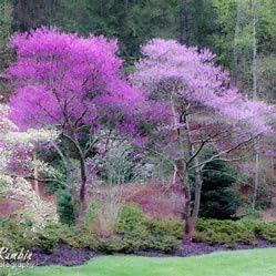 Hazy Days Redbud Trees, 12-24 Inches Tall, Bareroot with Instructions, 2-Pack