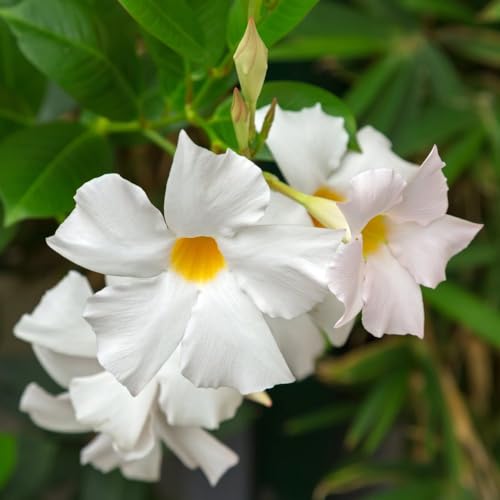 Mandevilla sanderi 'Bloom Bells® White' - Stunning Evergreen Climber with Dazzling White Blooms - Ideal for Pots and Conservatories – 2X 10.5cm Potted Plant by Thompson & Morgan