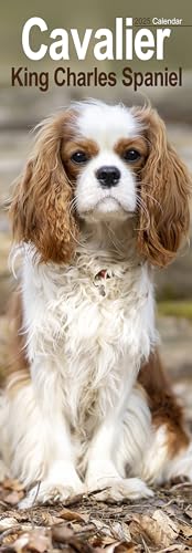Cavalier King Charles Slim 2025 Slimline Wall Calendar | Dog Breed Calendar: Original Avonside-Kalender - Slimline [Mehrsprachig] [Kalender]