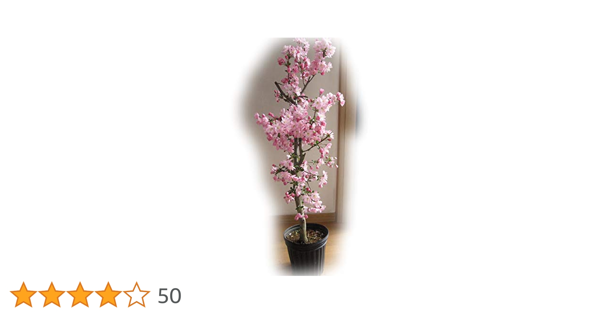 ハナカイド◯(花海堂) 1株(樹齢20年以上) ハナカイド◯(花海堂) 1株