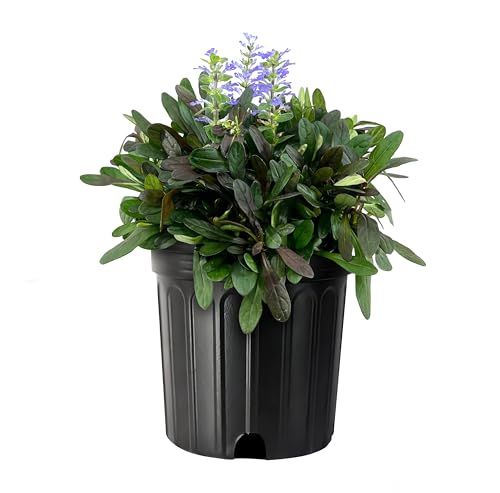 Ajuga Chocolate Chip | 3 Large Gallon Size Plants |