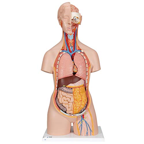3B Scientific Menselijke anatomie - Geslachtloze klassieke torso met open rug, 18-delig + gratis anatomiesoftware - 3B Smart Anatomy, B19