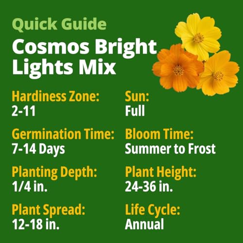 Image of HOME GROWN Cosmos Bright Lights Mix Seeds - 5000 Sulphureus for Planting Spring 2026, Refined Wildflower Herb Seed Mix, Easy Grow Outdoor Flower for Gardens