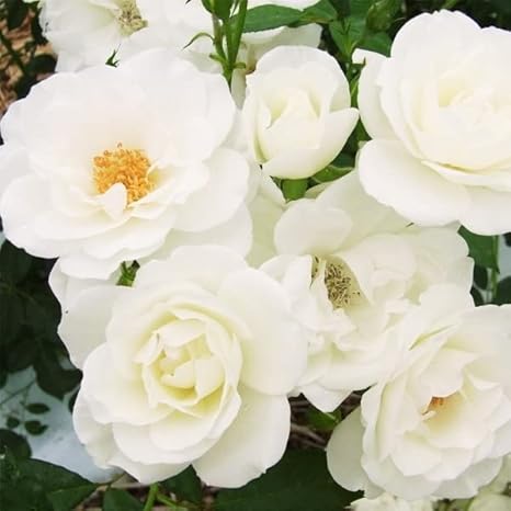 Amazon バラ 苗 苗木 つるバラ つるアイスバーグ 1株 バラの苗木 薔薇 バラの木 バラの花 Cl 庭木 植木 花木苗 国華園 22年秋商品 花 Amazon バラ 苗 苗木 つるバラ つるアイスバーグ 1株 バラの苗木 薔薇 バラの木 バラの花 Cl 庭木 植木 花木苗 国華園 22年秋商品 花