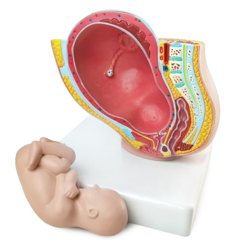 Image of NEW HORIZON Medical Anatomical Pregnant Human Female Pelvis with Pregnancy 9 Months Baby Fetus Mode 1 /2 Life Size with Removable Organs, 2-Parts, Hand Painted