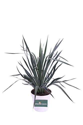 pianta di yucca in vaso yucca in vaso da esterno pianta da balcone pianta da terrazzo pianta vera venduta da eGarden.store (Yucca Gloriosa Verde v.24 cm)