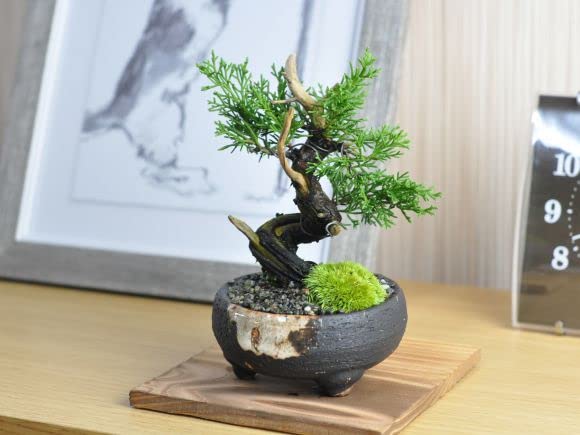 Amazon.co.jp: 盆栽妙 盆栽 小品 真柏 : DIY・工具・ガーデン