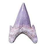 Una fina réplica fósil paleontológica de diente de tiburón; Peso: 27G / 0.05LB; Longitud: 5.8cm / 2.28 pulgadas.