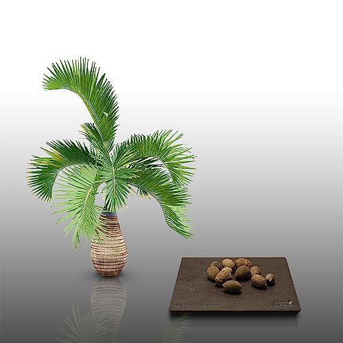 10 graines à semer - Le Grenier d'Abondance - PALMIER BOUTEILLE - Hyophorbe Lagenicaulis