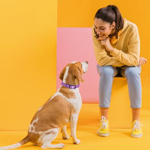Image of Dogline Biothane Waterproof Dog Collar Strong Coated Nylon Webbing with Black Hardware Odor- Proof for Easy Care Easy to Clean High Performance Fits Small Medium or Large Dogs, Amethyst Purple