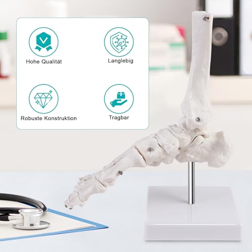Modèle squelette du pied droit ERWEY articulé avec support pour observation médicale précise