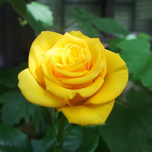 Image of Rose Golden Wedding Floribunda Bush, 2 Bare Roots, Golden Yellow Blooms, Disease Resistant Foliage, Repeat Flowering Shrub for Gardens, Thompson & Morgan