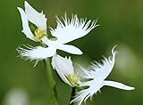 8: 100 Japanese Radiata Samen weißer Reiher Orchid Seeds Welt seltene Orchideenarten Heim-Blumen-Anlage 8