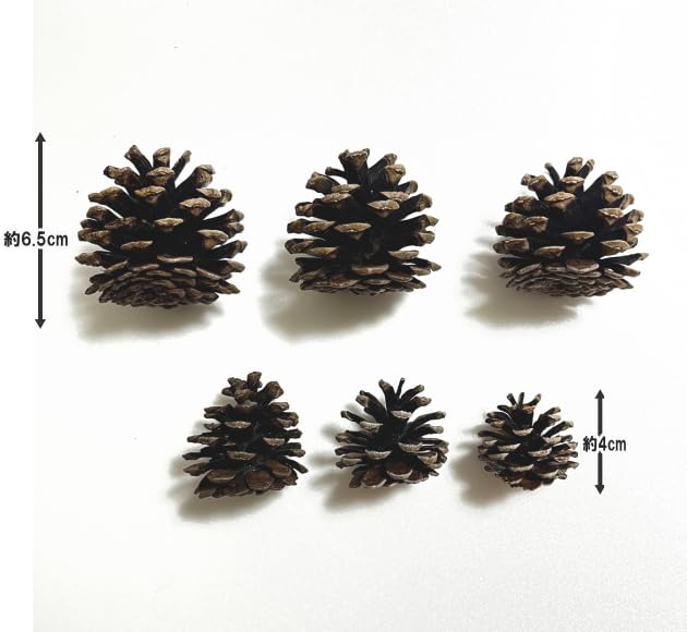 Amazon.co.jp: 純国産 松ぼっくり 約4～6㎝ 約30個 松かさ 工作 加工