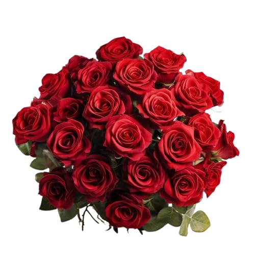 Ramo de Rosas Rojas Natural con 25 Flores de Color Puro y Elegante Rosas para Regalar