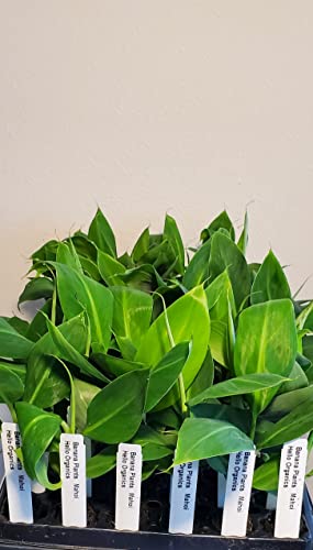 Banana Plants Double (Mahoi) Includes Four (4) Plants