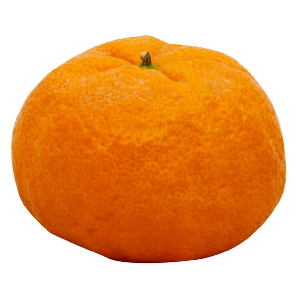超美品 Golden Nugget Orange ゴールデンナゲット オレンジ Gold Nugget Tangerines — Melissas Produce