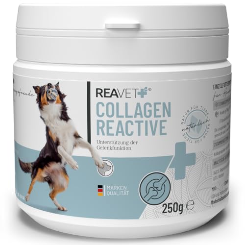 ReaVET Collagen Reactive – Premium Kollagenpulver für Hunde I Gelenkpulver zur täglichen Gelenkpflege I Kollagen Unterstützt Gelenke, Beweglichkeit & Bindegewebe 250g