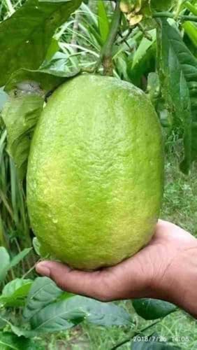 Image of All-Time 12 Months Hybrid GRAFTED Live Gandharaj Lemon Plant Fruit Plant Original & Authentic Organic Tree for Outdoor Fast-Growing Fruit Plant Home Gardens Pack Of-1